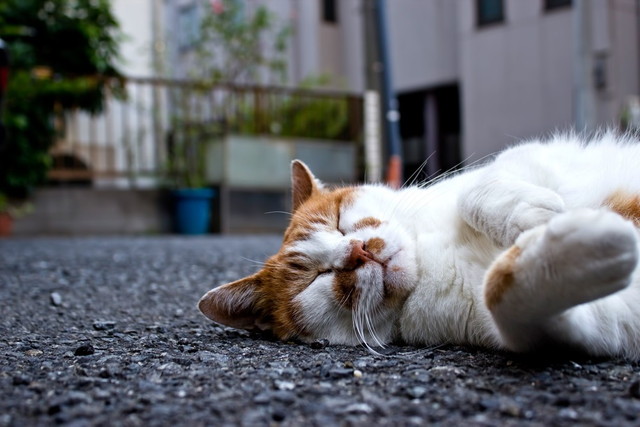 早寝早起きは三文の徳 毎朝4時起きの僕が守るただ1つの早起き方法 考えるオヤジ